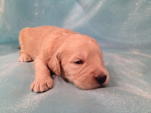 Female Goldendoodle Puppies for sale, Goldendoodle #14